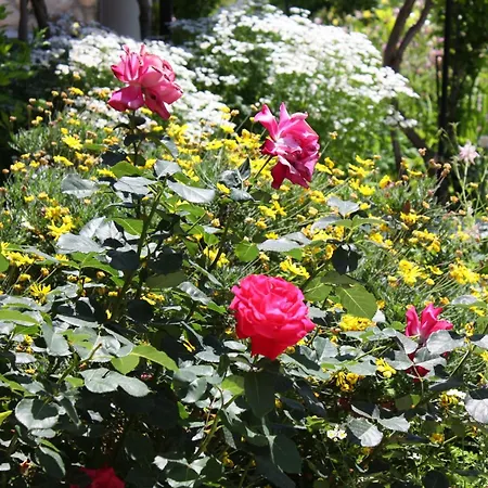 With Parking Space Kampor, Rab - 4972 *