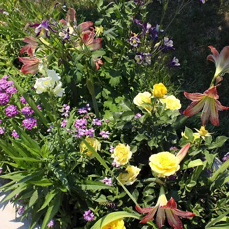 With Parking Space Kampor, Rab - 4972 Apartament Kampor